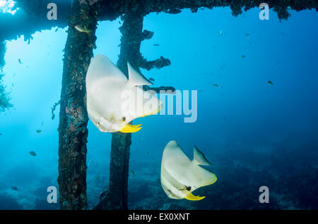 Longfin Spadefish, Platax Teira, Anilao, Batangas, Philippinen, Pazifik Stockfoto