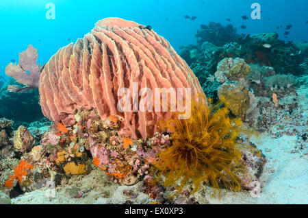 Faß Schwamm auf einem Coral reef, Xestospongia Testudinaria, Anilao, Batangas, Philippinen, Pazifik Stockfoto