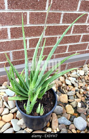 Wachsende Aloe Vera in einem schwarzen Plastiktopf gegen Ziegelwände Stockfoto