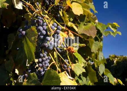 Weinberg Trauben, Yakima County, Washington Stockfoto