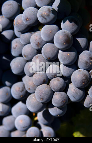 Weinberg Trauben, Yakima County, Washington Stockfoto