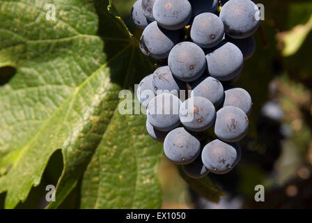 Weinberg Trauben, Yakima County, Washington Stockfoto