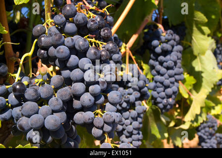 Weinberg Trauben, Yakima County, Washington Stockfoto