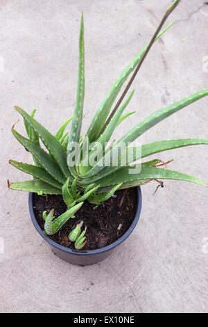 Wachsende Aloe Vera in einem schwarzen Plastiktopf mit jungen Aloe Vera Anbau auf der Seite Stockfoto