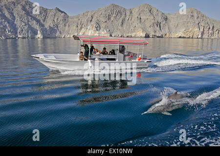 Ausflugsschiff und Delfin in einem Musandam Khor (Fjord), Oman Stockfoto