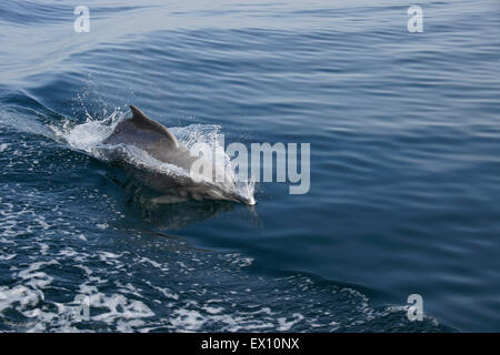 Delphin Surfen Kielwasser des Schiffes in einem Musandam Khor (Fjord), Oman Stockfoto