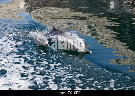 Delfine (weiblich und Kalb) Surfen Kielwasser des Schiffes in einem Musandam Khor (Fjord), Oman Stockfoto