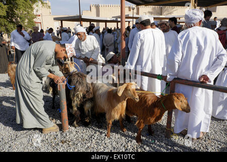 Kauf und Verkauf von Ziegen auf tierische Wochenmarkt in Nizwa, Oman Stockfoto