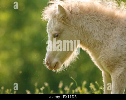 Miniature Horse Fohlen Stockfoto