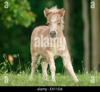 Miniature Horse Fohlen Stockfoto