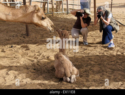 Frauen fotografieren Kamele auf der Farm in Liwa, Abu Dhabi, Vereinigte Arabische Emirate Stockfoto