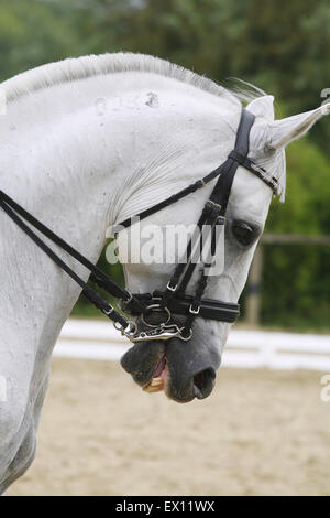 Kopfschuss eines grauen Dressurpferdes Sport in Aktion Stockfoto