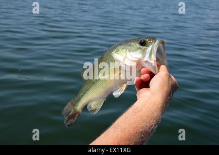 Frisches Wasser großer Mund Bass gefangen in Lake Guntersville, Alabama, USA Stockfoto