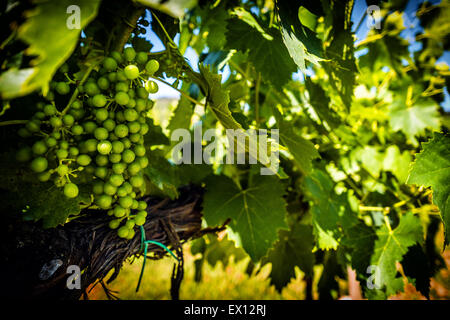 Trauben im Weinberg in der Nähe von San Gimignano, Toskana, Italien Stockfoto