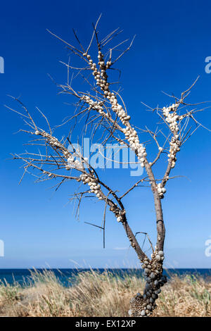 Sandhill Schnecken, Theba Pisana, mediterranen Schnecke auf einem Zweig Sträucher, Kreta, Griechenland Stockfoto