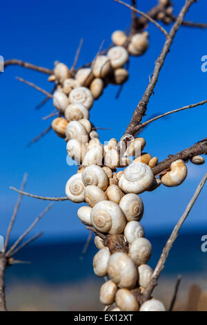 Sandhill Schnecken Theba Pisana, mediterranen Schnecke auf einem Zweig Sträucher, Kreta, Griechenland Stockfoto
