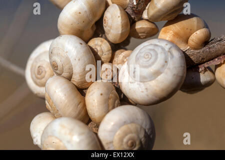 Schneckenschale aus der Nähe Theba pisana, mediterrane Schnecken auf einem Stamm Büsche, Kreta, Griechenland Stockfoto