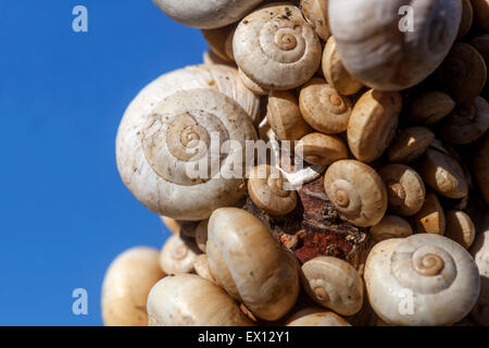 Sandhügelschnecken Theba pisana, mediterrane Schnecke auf einem Zweig Büsche, Textur Muscheln Stockfoto