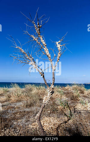Sandhill Schnecken, Theba Pisana, mediterranen Schnecke auf einem Zweig Sträucher, Kreta, Griechenland Stockfoto