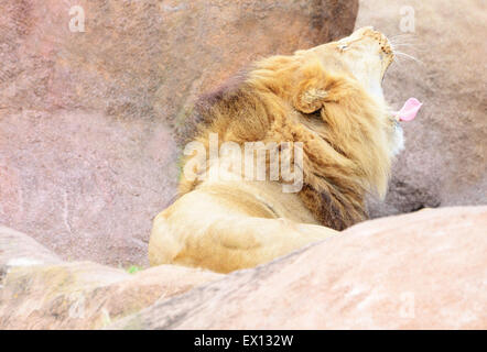 Männliche Löwen, die Festlegung auf einen Felsen in einem Zoo Gähnen Stockfoto