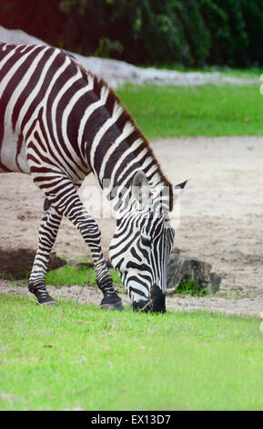 Schöne Zebra Essen Rasen in eine Wiese Stockfoto