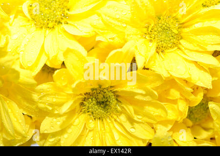Makroaufnahme einer Gruppe von gelben Margeriten Stockfoto