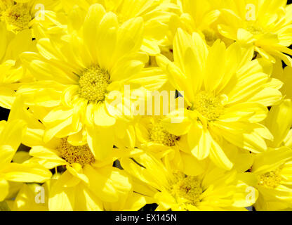 Schönen gelben Margeriten heraus in der Sonne Stockfoto