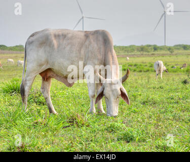 Schönen Cebu Frau Essen Rasen in einem Weide-Feld in Panama Stockfoto