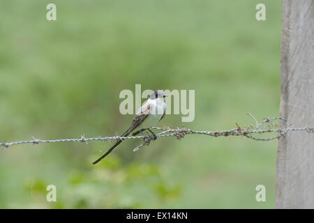 Gabel-tailed Fliegenschnäpper thront auf einem Stacheldrahtzaun Stockfoto