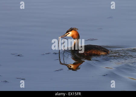 Great crested Grebe bauen ihr Nest mit schönen Spiegelungen im Wasser Stockfoto