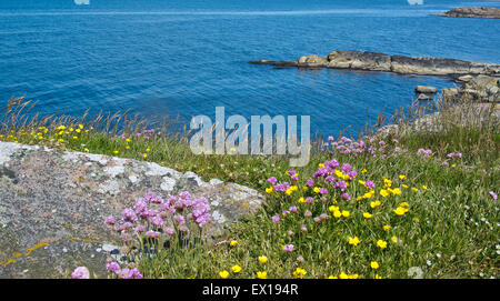 Blühende grüne Küstenlandschaft mit blauem Wasser, Falkenberg, Schweden. Stockfoto