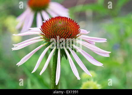 Blühende Heilpflanze Echinacea Purpurea oder Sonnenhut. Junge Blüte. Fokus-Punkt auf Mitte der Blüte. Stockfoto