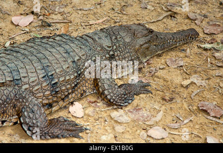 ein Süßwasser-Krokodil in der Sonne aalen Stockfoto