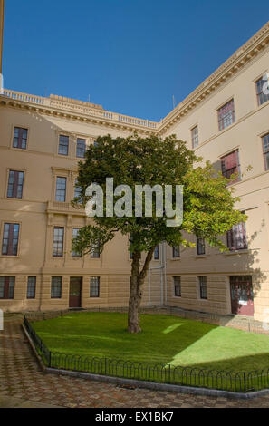 Baum bei Osborne Haus Isle Of Wight England UK europe Stockfoto