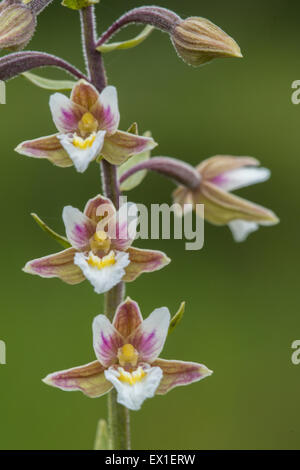 Ein Sumpf Helleborine fotografiert im New Forest. Stockfoto