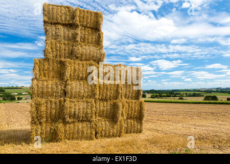 Heuballen, Charente Maritime, Süd-west Frankreich Stockfoto