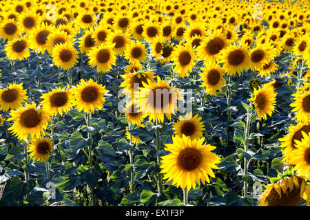 Helianthus Sonnenblumen blühen, Charente, Frankreich Stockfoto