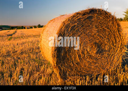 Heuballen, Charente Maritime, Süd-west Frankreich Stockfoto