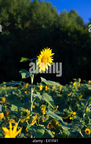 Helianthus Sonnenblumen blühen, Charente, Frankreich Stockfoto