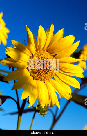 Helianthus Sonnenblumen blühen, Charente, Frankreich Stockfoto