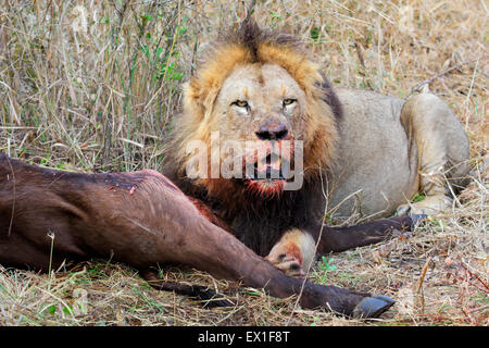 Großen männlichen afrikanischen Löwen (Panthera Leo) bewacht seine Beute, Südafrika Stockfoto