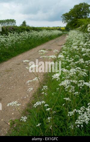 Kuh-Petersilie - Anthriscus Sylvestris, wächst am Rande neben Feldweg Stockfoto