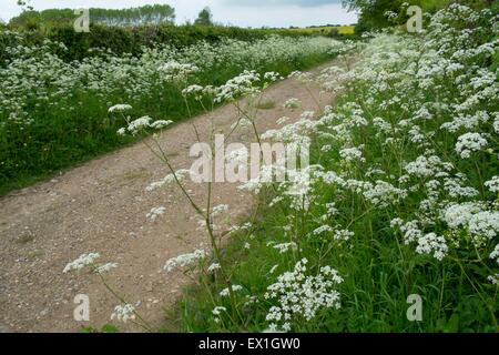 Kuh-Petersilie - Anthriscus Sylvestris, wächst am Rande neben Feldweg Stockfoto