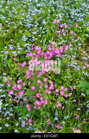 Rote Campion - Silene Dioica & Holz Vergißmeinnicht - Myosotis sylvatica Stockfoto