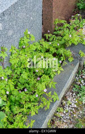 Herb Robert - Geranium Robertianum, wächst unter den Grabsteinen. Stockfoto