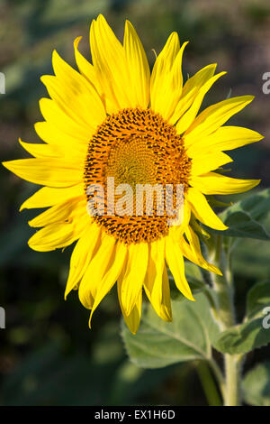 Helianthus Sonnenblumen blühen, Charente, Frankreich Stockfoto