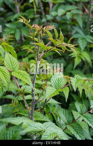 Rubus Cockburnianus - Blätter weißen Stängel bramble Stockfoto