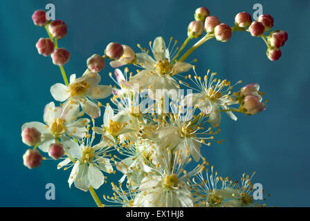 Weiße Blüten und Knospen der Blütenstand von Mädesüß (Filipendula Ulmaria). Stockfoto