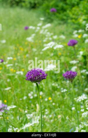 Dekorative Alliums in einem Wildblumen Rasen im Frühsommer blühen. Stockfoto