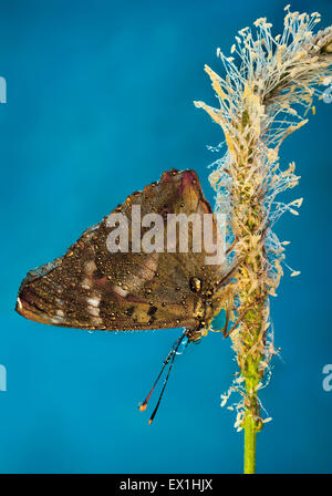 Schmetterling Paralellize Pappel,(Apatura ilia). Nymphalidae. Stockfoto